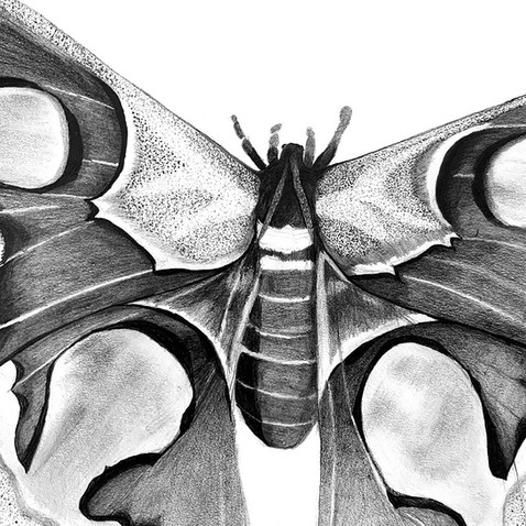 Chandler Strange Art -- drawing, Butterfly Rick #2