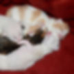 Durango Colorado pet fostering