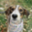 Local Cats and Dogs to adopt