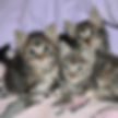 Colorado Kittens and Puppies to adopt
