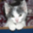 Four Corners cats to foster
