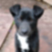 Four Corners dogs to foster