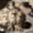 Durango Animal Connection Pet Adoption