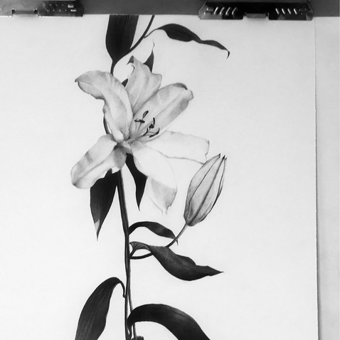 Chandler Strange Art -- drawing, Lilly