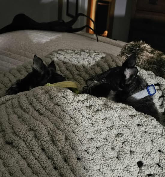 PUPDATE ~ Bedtime Ritual!