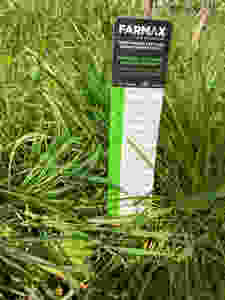Ryegrass as Catch Crop NZ