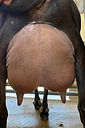 vintage_rear_5.jpg