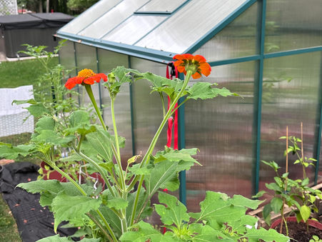 Flowers and a greenhouse