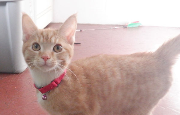 Curious kitten in boarding.