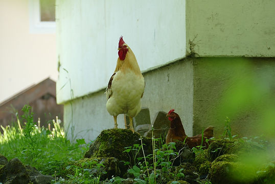 2023-06-01 Garmisch-Partenkirchen (Stefan Marx) Tourismus-Cities-Castles-Foreign countries