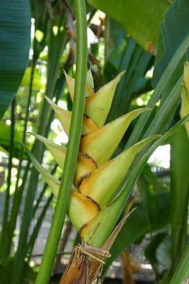 Hawaii-Plants-Flowers-Trees-Blossoms-Pflanzen-Blumen-Bäume-Blüten Stefan Marx_P1030076.JPG
