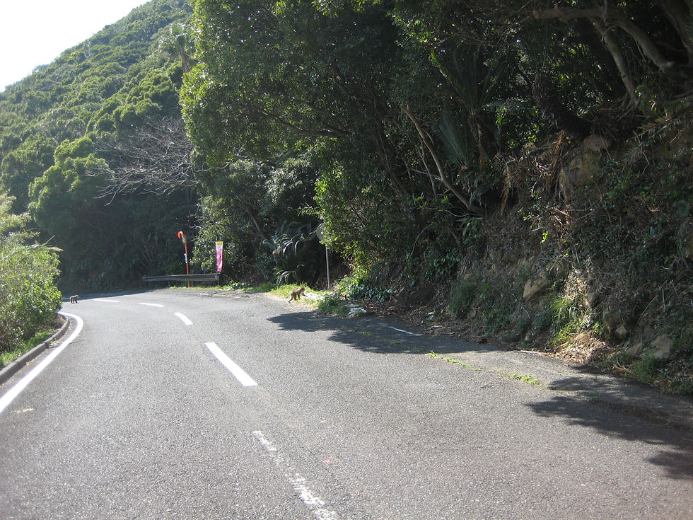Wild monkeys on the road to the cape