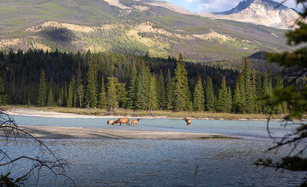 Wapitis Canada Alberta River