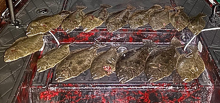flounder