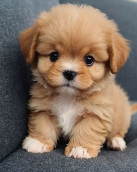 Listamos 100 nomes de cachorros para te ajudar na hora de batizar seu novo amigo