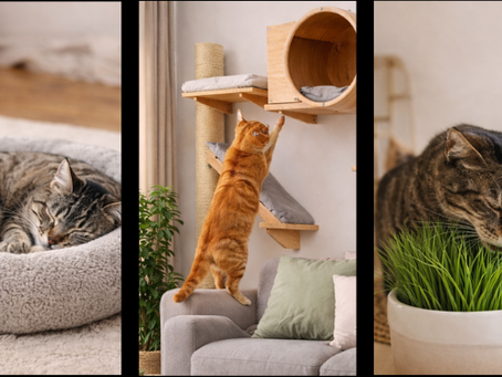 Gato saudável vai além da ração premium