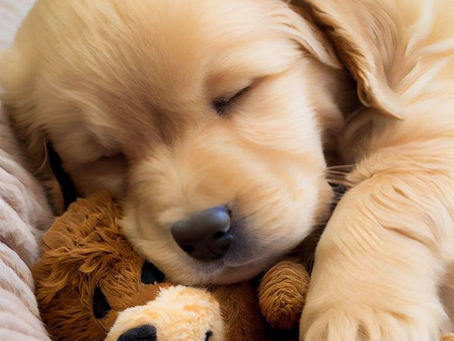 Cachorro saudável vai além do passeio
