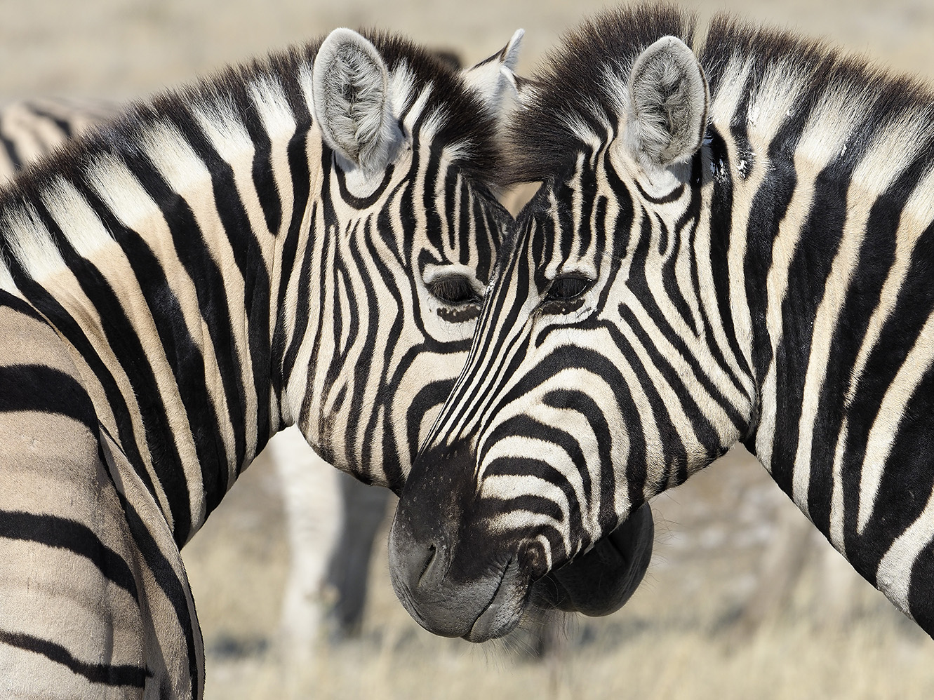 animal photography patterns