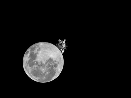 1The Peeping Tiger.jpg