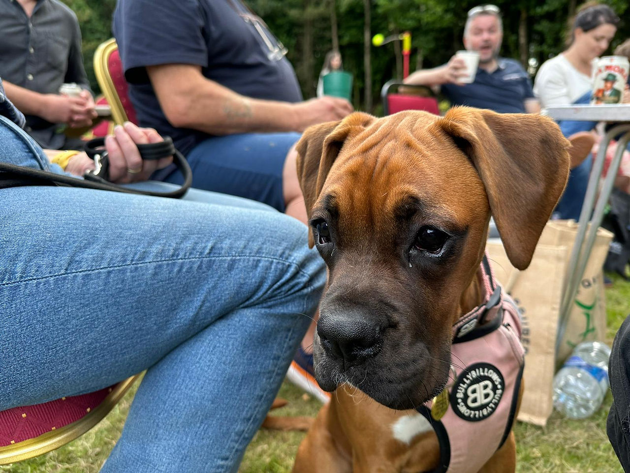 Boxer Dog