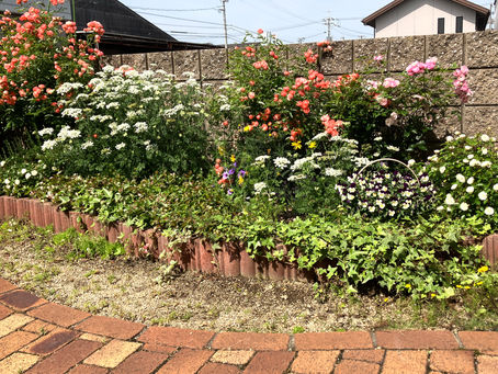 やればできる~庭の変貌 2~