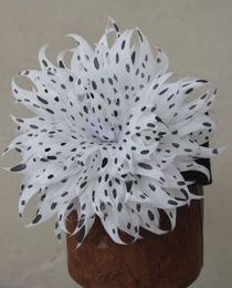 Fabulous Couture Feathers