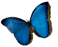 Bud img10.gif