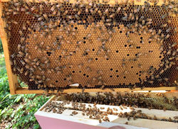 Bee Honey Comb.jpg