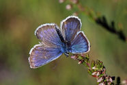 Nature Recovery Strategy Survey