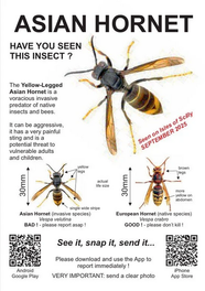 URGENT ALERT: The invasive YELLOW-LEGGED ASIAN HORNET has reached the Isles of Scilly