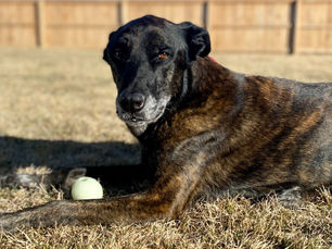 "Remembering Slade: A Tribute to Our Loyal Companion"  