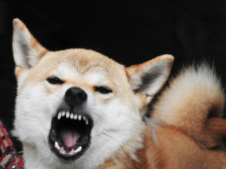 こんな時は整形外科へ ペットに咬まれた時