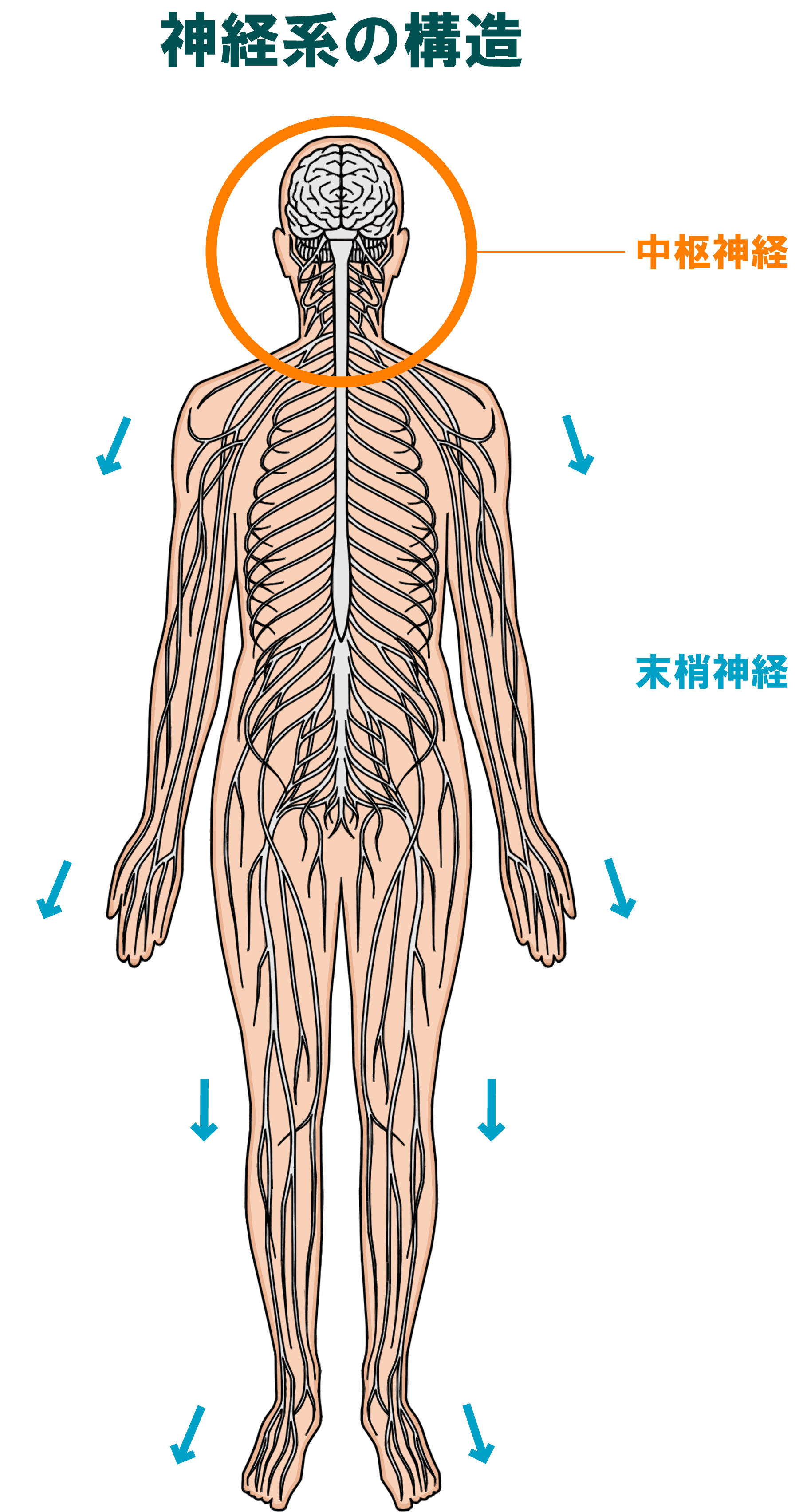 こんな時は整形外科へ⑦手足がしびれる時