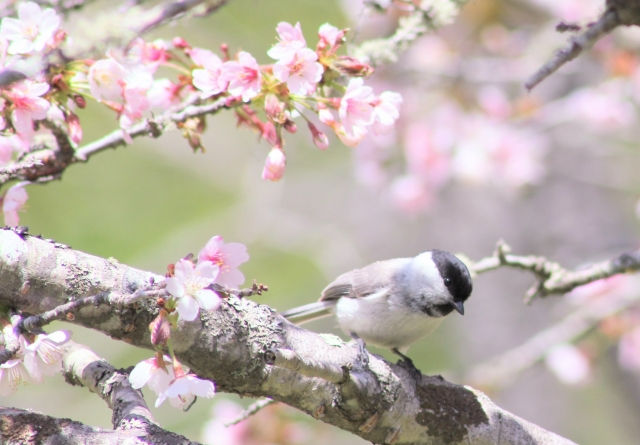 エゾヤマザクラ