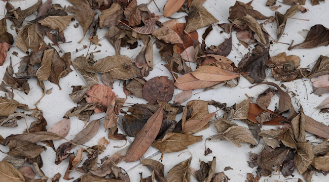 detail_66534_17728005780805.gif