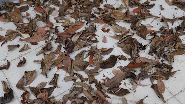 detail_66534_17714730213037.gif