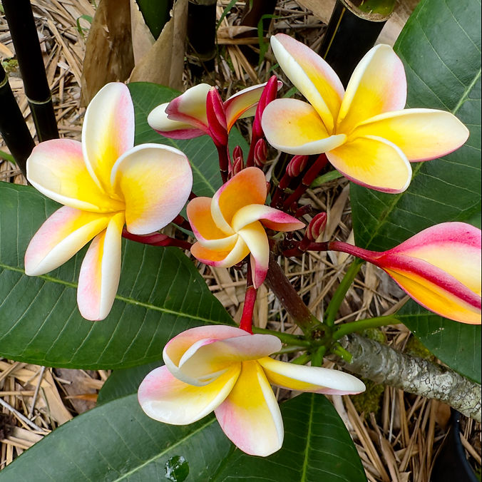 yellow and pink plumeria