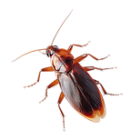 vecteezy_ai-generated-cockroach-isolated-on-transparent-background_36625181.png