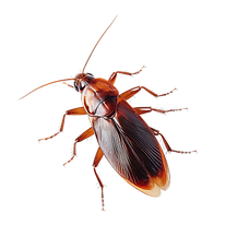 vecteezy_ai-generated-cockroach-isolated-on-transparent-background_36625181.png