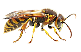 vecteezy_ai-generated-detailed-image-of-a-yellow-jacket-wasp-png_41164860.png