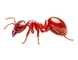 vecteezy_close-up-view-of-a-red-ant-crawling-on-a-surface-in-nature_53449067.png