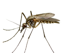 vecteezy_closeup-view-of-a-mosquito-on-a-transparent-background_54953572.png