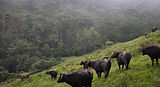 Grazing.jpg