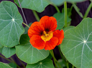 how-to-grow-and-care-for-nasturtium-0522.jpg