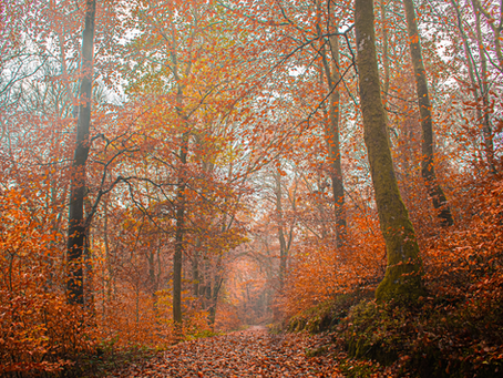 More Than Just Programs: Walking Through Life's Seasons Together