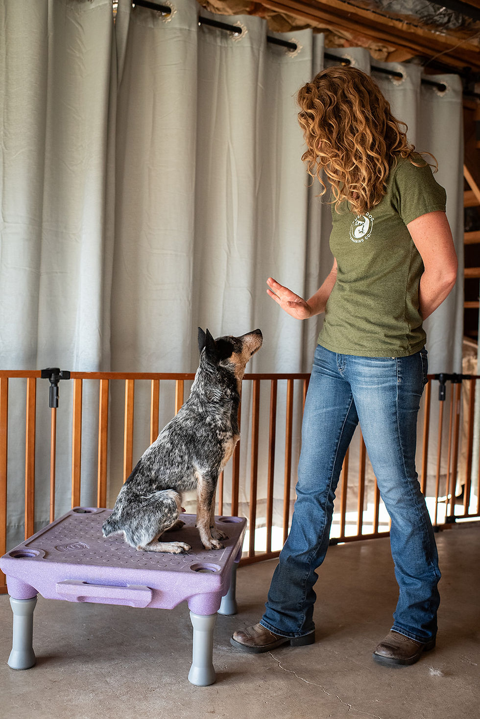 Dog participating in board and train program at Fusion Dog Training in Monument, Colorado.