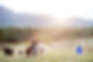 FusionDogTraining-191.jpg