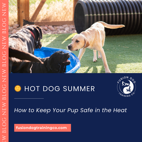 🌞 Hot Dog Summer: How to Keep Your Pup Safe in the Heat