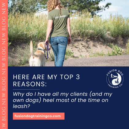 Why do I have all my clients (and my own dogs) heel most of the time on leash? Here are my top 3 reasons: