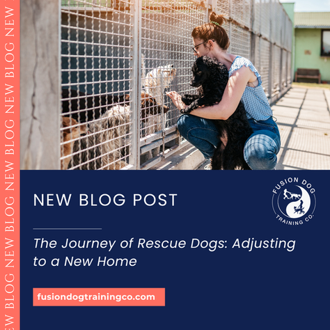 The Journey of Rescue Dogs: Adjusting to a New Home